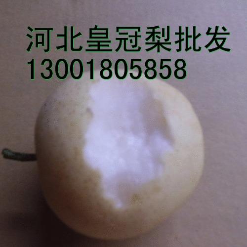 供应河北皇冠梨早期果介绍