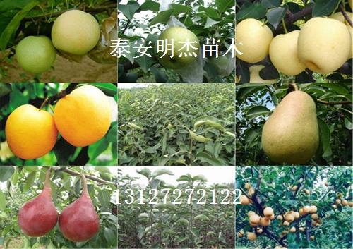 优质白蜡苗批发
