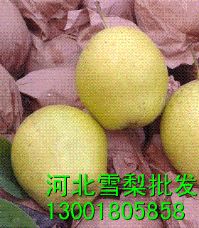 供应河北雪梨|雪梨种植基地|*好的雪梨产地