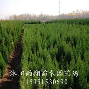 沭阳30公分蜀桧