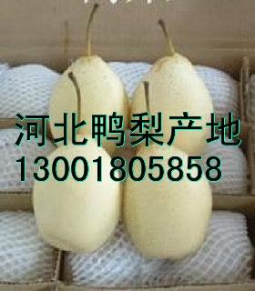 河北鸭梨的价格丨鸭梨产地在哪丨那产地鸭梨量大