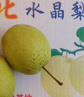 供应河北雪花梨,好吃的雪花梨产地就在河北赵县
